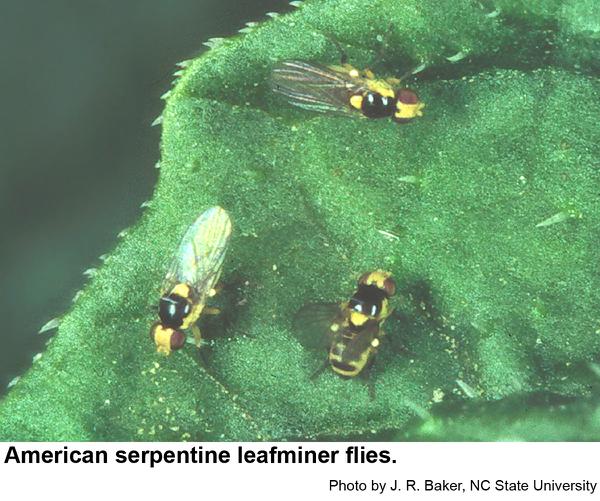 Thumbnail image for American Serpentine Leafminer
